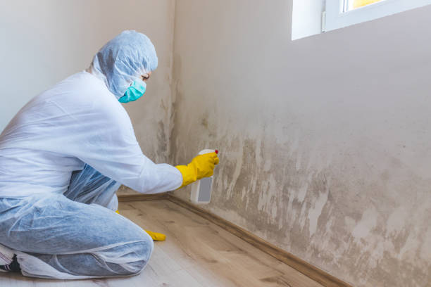 Black mold inspection in Church Hill