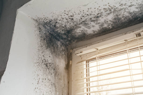 Mold Removal service in Church Hill
